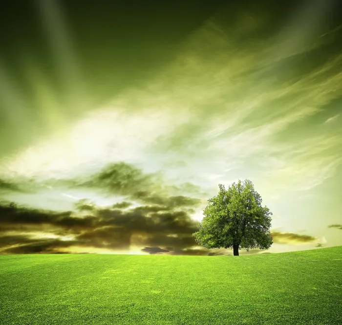 Framed Print : Oak Tree Print: Sunset Scene in a Field Framed Print : Oak Tree Print: Sunset Scene in a Field