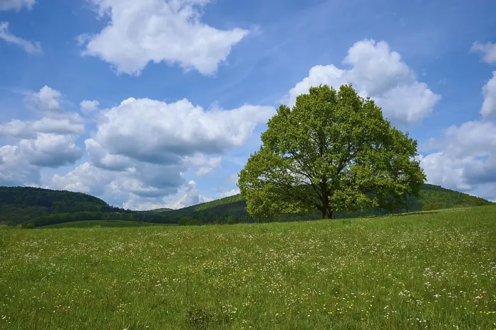 Framed Print : Spring Landscape Print: Oak Tree in Bavaria, Germany Framed Print : Spring Landscape Print: Oak Tree in Bavaria, Germany