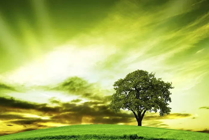 Framed Print : Oak Tree in Summer Print