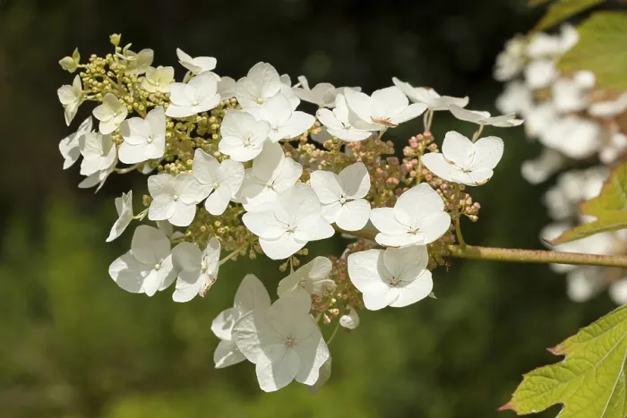 Framed Print : Oakleaf Hydrangea (Hydrangea quercifolia) Print Framed Print : Oakleaf Hydrangea (Hydrangea quercifolia) Print