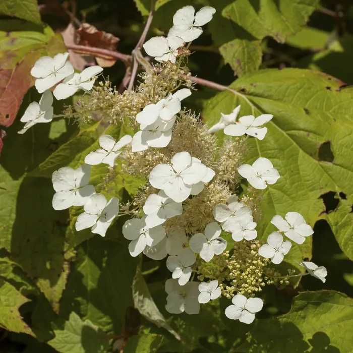 Framed Print : Oakleaf Hydrangea (Hydrangea quercifolia) Print Framed Print : Oakleaf Hydrangea (Hydrangea quercifolia) Print