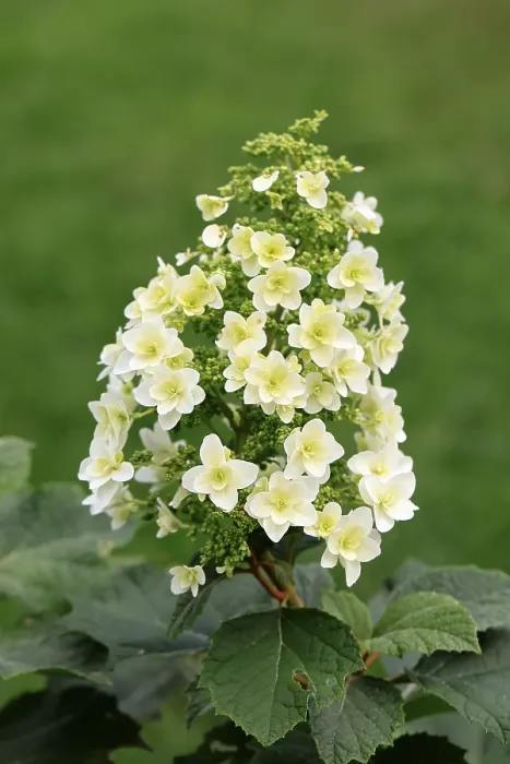 Framed Print : Oakleaf Hydrangea in Bloom Print, Germany Framed Print : Oakleaf Hydrangea in Bloom Print, Germany