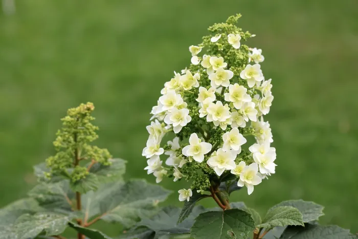 Framed Print : Oakleaf Hydrangea in Bloom Print, Germany