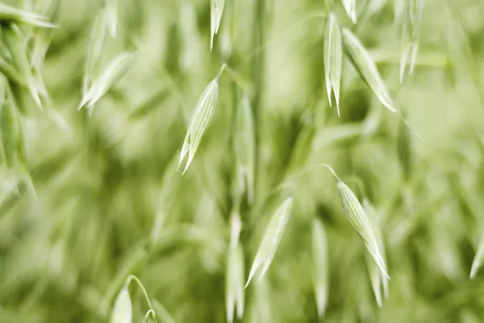 Framed Print : Oats Print by imageBROKER Framed Print : Oats Print by imageBROKER