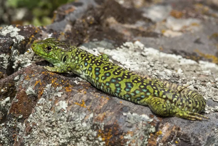 Framed Print : Ocellated Lizard Print, Timon lepidus