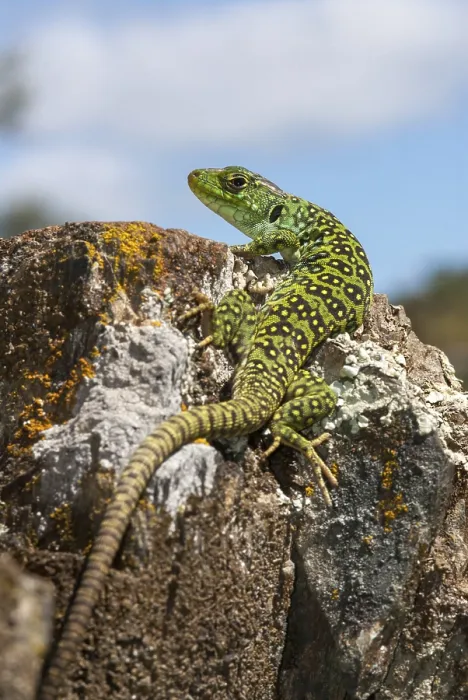 Framed Print : Ocellated Lizard Print - Timon lepidus, Spain Framed Print : Ocellated Lizard Print - Timon lepidus, Spain