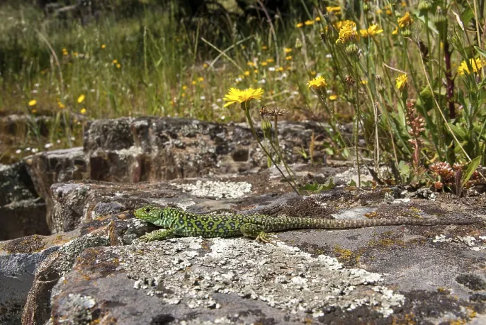 Framed Print : Ocellated Lizard Print - Timon lepidus Framed Print : Ocellated Lizard Print - Timon lepidus