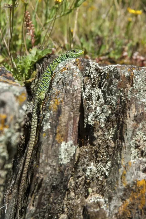 Framed Print : Ocellated Lizard Print, Timon lepidus, Spain Framed Print : Ocellated Lizard Print, Timon lepidus, Spain