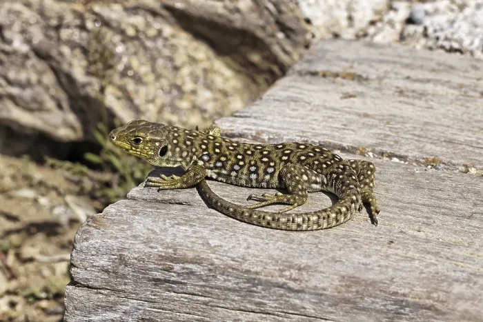 Framed Print : Ocellated Lizard Print - Timon lepidus, Provence, France Framed Print : Ocellated Lizard Print - Timon lepidus, Provence, France