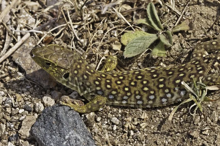 Framed Print : Ocellated Lizard Print - Timon lepidus, Southern France Framed Print : Ocellated Lizard Print - Timon lepidus, Southern France