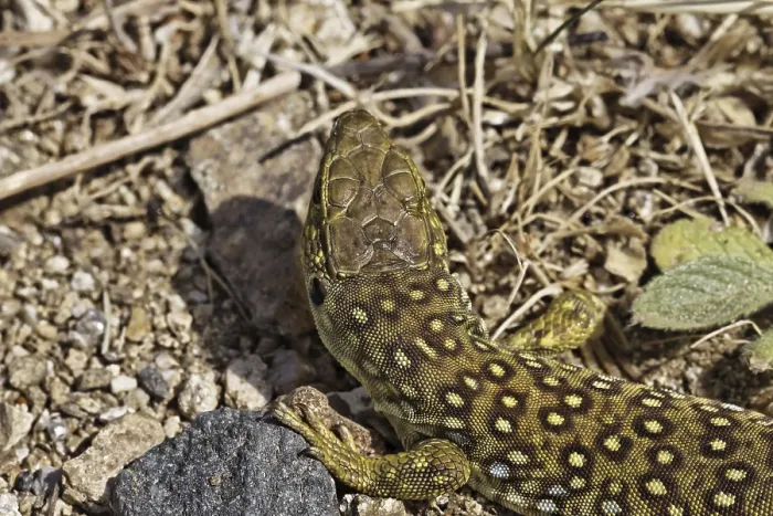 Framed Print : Ocellated Lizard Print - Timon lepidus, Southern France Framed Print : Ocellated Lizard Print - Timon lepidus, Southern France