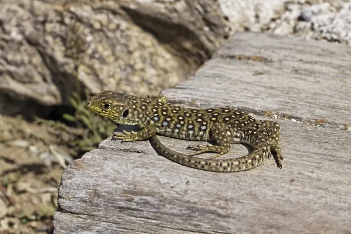 Framed Print : Ocellated Lizard Print - Timon lepidus, Provence, France Framed Print : Ocellated Lizard Print - Timon lepidus, Provence, France