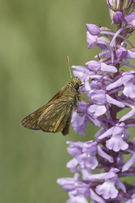 Framed Print : Large Skipper Print - Ochlodes sylvanus