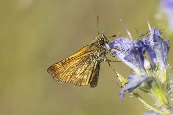 Framed Print : Rostfarbiger Dickkopffalter Print - Large Skipper Framed Print : Rostfarbiger Dickkopffalter Print - Large Skipper
