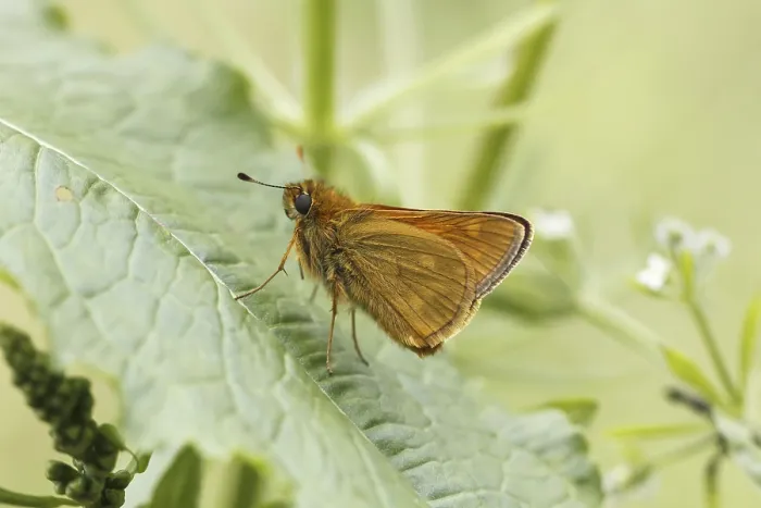 Framed Print : Large Skipper Print - Ochlodes sylvanus Framed Print : Large Skipper Print - Ochlodes sylvanus