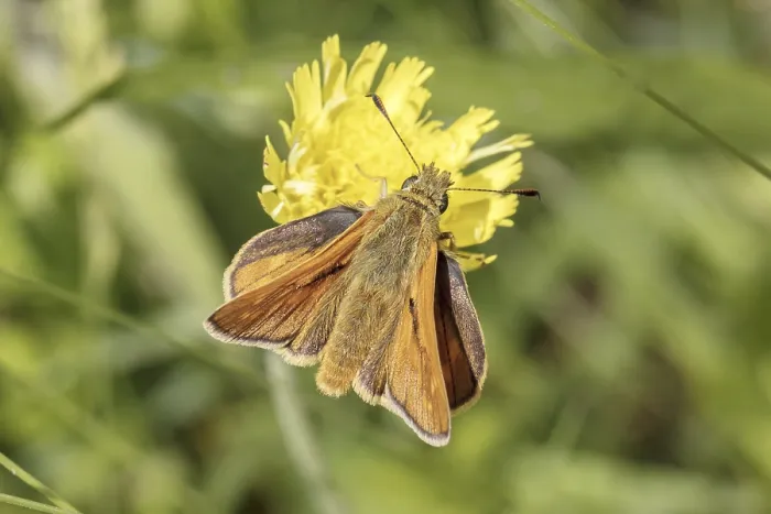 Framed Print : Large Skipper Butterfly Print - Ochlodes sylvanus Framed Print : Large Skipper Butterfly Print - Ochlodes sylvanus