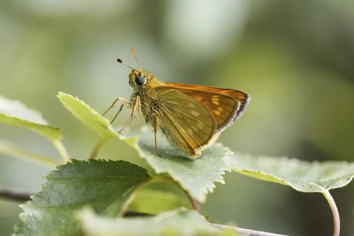 Framed Print : Rostfarbiger Dickkopffalter Print - Large Skipper Framed Print : Rostfarbiger Dickkopffalter Print - Large Skipper