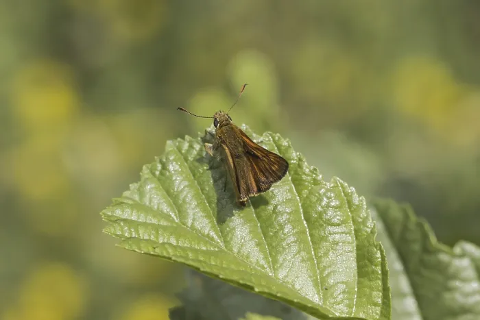 Framed Print : Ochlodes sylvanus Print - Large Skipper Butterfly