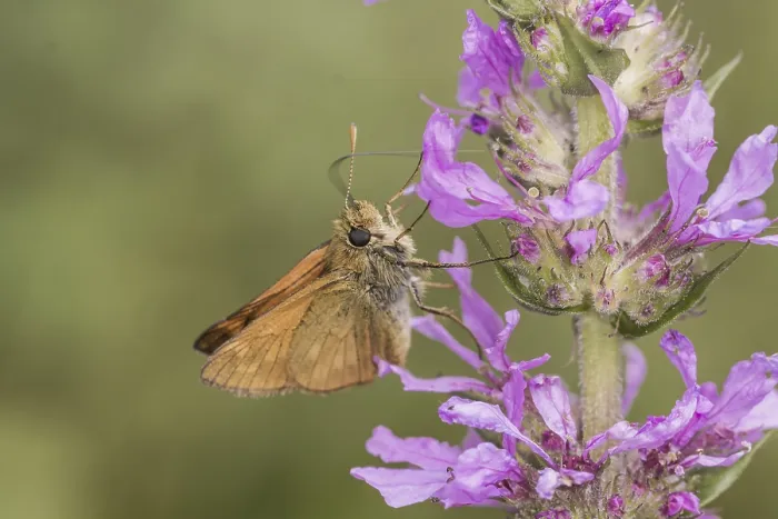 Framed Print : Large Skipper Print - Ochlodes sylvanus Framed Print : Large Skipper Print - Ochlodes sylvanus