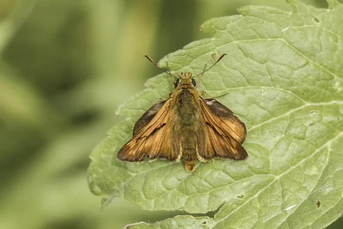 Framed Print : Ochlodes sylvanus Print - Large Skipper Butterfly Framed Print : Ochlodes sylvanus Print - Large Skipper Butterfly