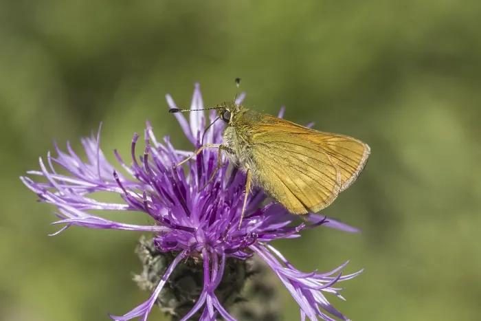 Framed Print : Large Skipper Butterfly Print - Ochlodes sylvanus Framed Print : Large Skipper Butterfly Print - Ochlodes sylvanus