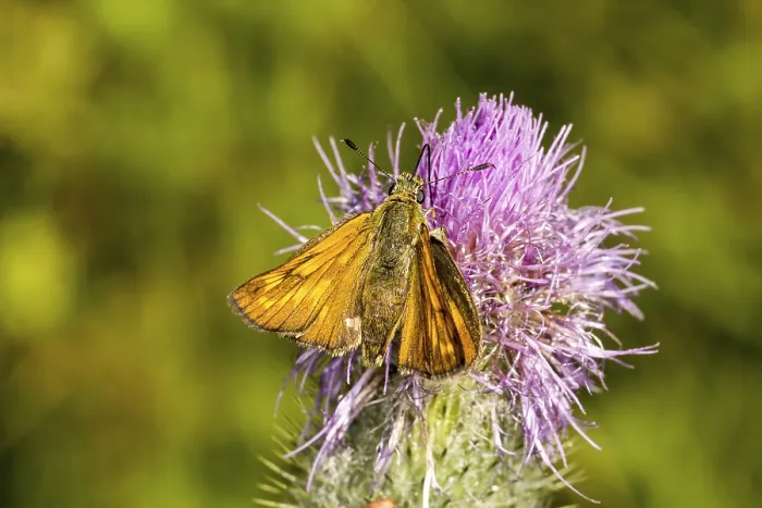 Framed Print : Large Skipper Butterfly Print from Germany Framed Print : Large Skipper Butterfly Print from Germany