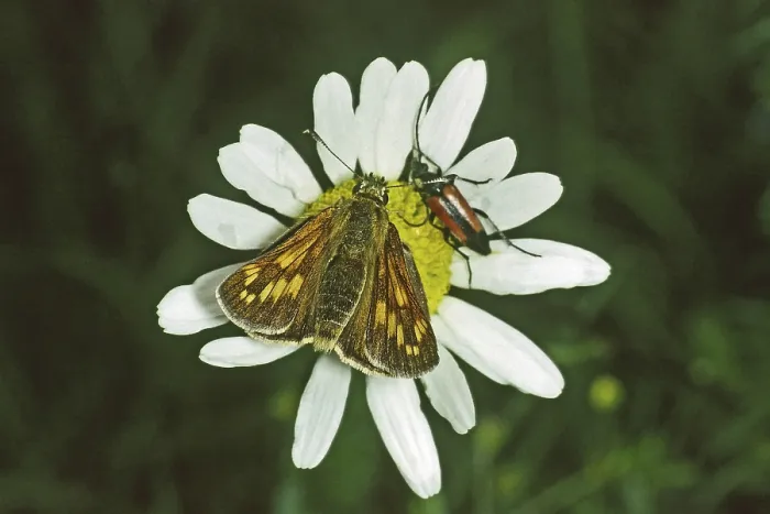 Framed Print : Rust-colored Thighead Ochlodes venatus Print Framed Print : Rust-colored Thighead Ochlodes venatus Print