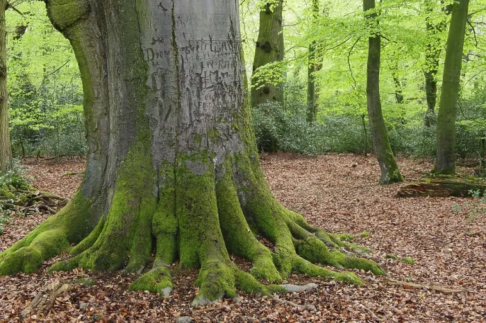 Framed Print : Old Beech (Fagus sylvatica) in Spring Print Framed Print : Old Beech (Fagus sylvatica) in Spring Print