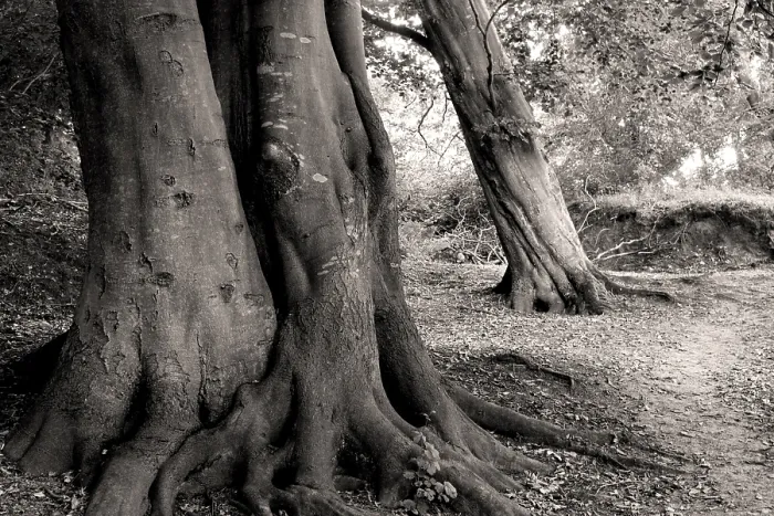 Framed Print : Old Beech Trees Print, Dornbusch Forest, Hiddensee, Germany Framed Print : Old Beech Trees Print, Dornbusch Forest, Hiddensee, Germany