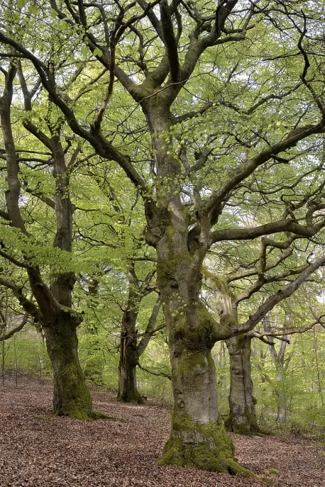 Framed Print : Old Beech Trees Print, Hesse Germany Framed Print : Old Beech Trees Print, Hesse Germany