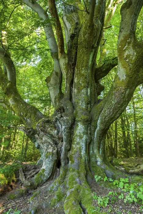 Framed Print : Old Common Beech Print, Rhon Biosphere Reserve, Bavaria Framed Print : Old Common Beech Print, Rhon Biosphere Reserve, Bavaria