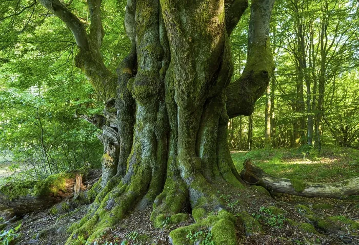 Framed Print : Old Common Beech Print, Rhon Biosphere Reserve, Bavaria Framed Print : Old Common Beech Print, Rhon Biosphere Reserve, Bavaria