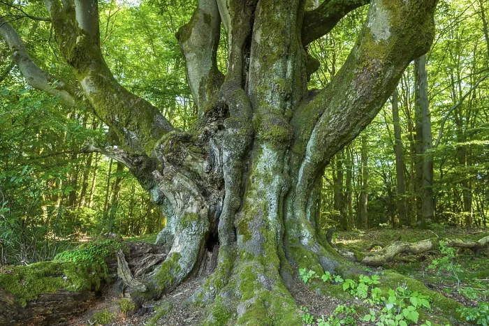 Framed Print : Old Common Beech Print, Rhön Biosphere Reserve, Bavaria Framed Print : Old Common Beech Print, Rhön Biosphere Reserve, Bavaria