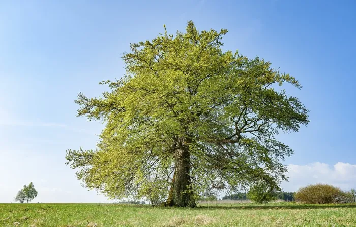 Framed Print : Old Copper Beech (Fagus sylvatica) Print, Thuringia, Germany
