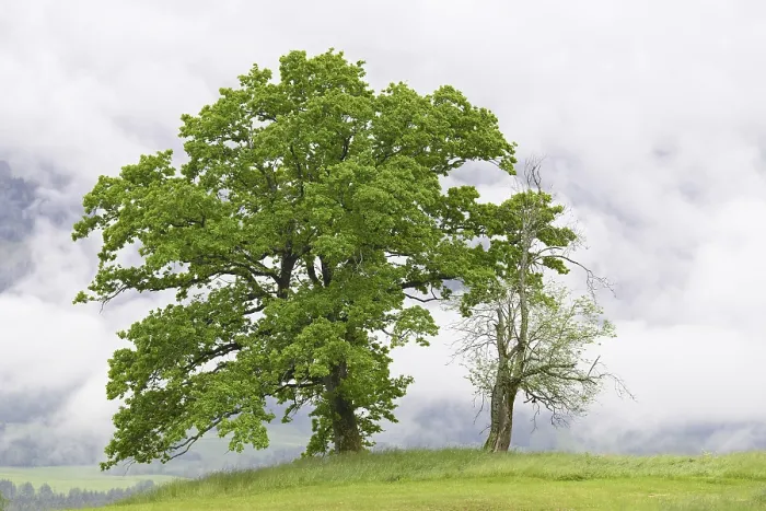 Framed Print : Old Deciduous Trees Print, Allgau Alps, Germany Framed Print : Old Deciduous Trees Print, Allgau Alps, Germany