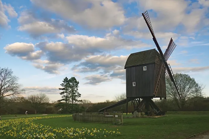 Framed Print : Old Mill, Tulip Fields and Trestle Windmill Print, Germany Framed Print : Old Mill, Tulip Fields and Trestle Windmill Print, Germany