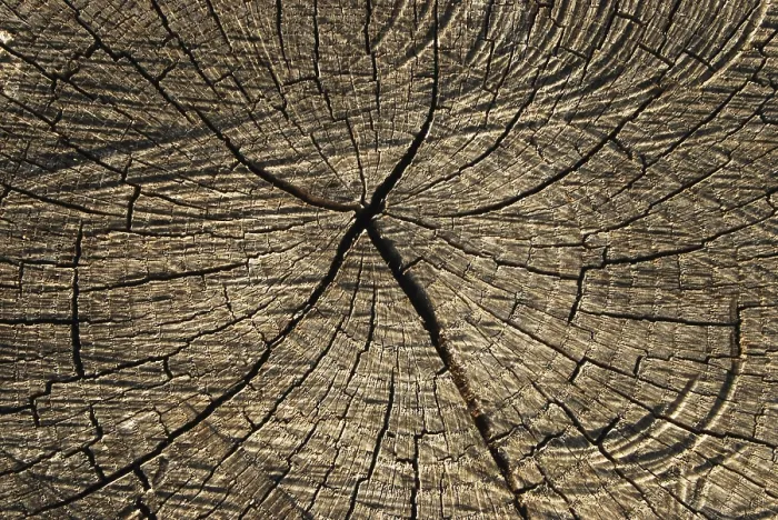 Framed Print : Old Oak Log Surface Close-up Print Framed Print : Old Oak Log Surface Close-up Print