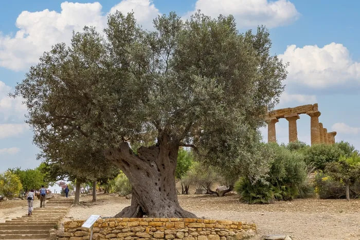 Framed Print : Old Olive Tree in Agrigento Valley of the Temples Print Framed Print : Old Olive Tree in Agrigento Valley of the Temples Print
