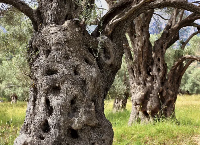 Framed Print : Old Olive Trees Print, Crete, Greece Framed Print : Old Olive Trees Print, Crete, Greece