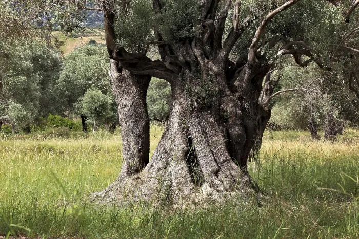 Framed Print : Old Olive Trees Print - Crete, Greece Framed Print : Old Olive Trees Print - Crete, Greece