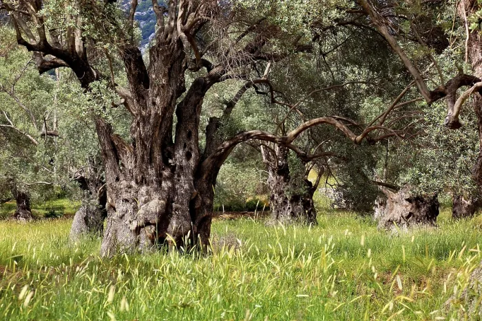 Framed Print : Old Olive Trees Print, Crete, Greece Framed Print : Old Olive Trees Print, Crete, Greece