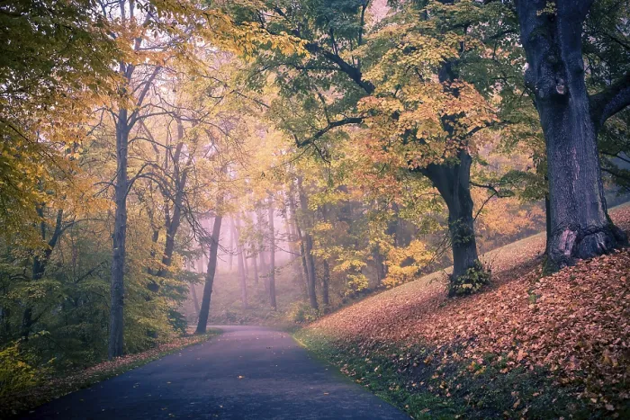 Framed Print : Old Park in Fall Germany Print Framed Print : Old Park in Fall Germany Print