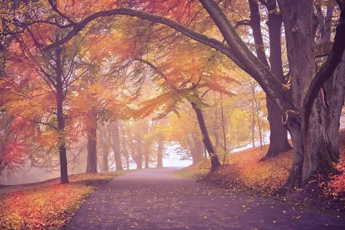 Framed Print : Old Park in Fall Germany Print Framed Print : Old Park in Fall Germany Print