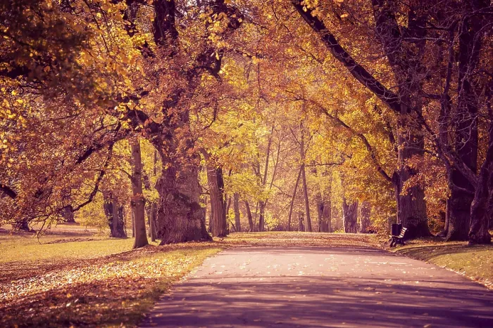 Framed Print : Old Park in Fall Print, Germany Framed Print : Old Park in Fall Print, Germany