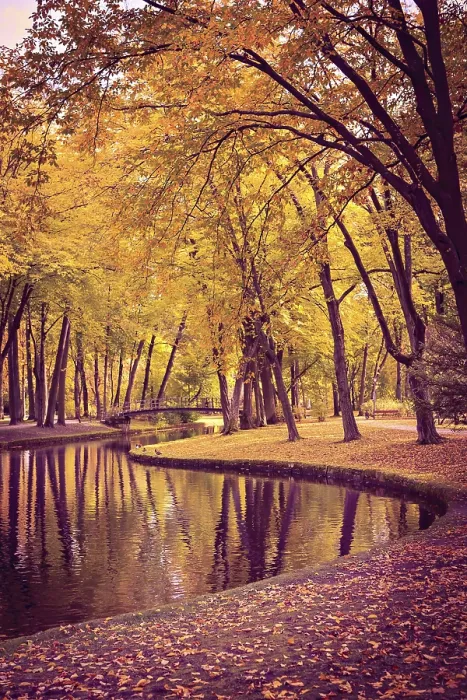 Framed Print : Old Park in Fall Germany Print