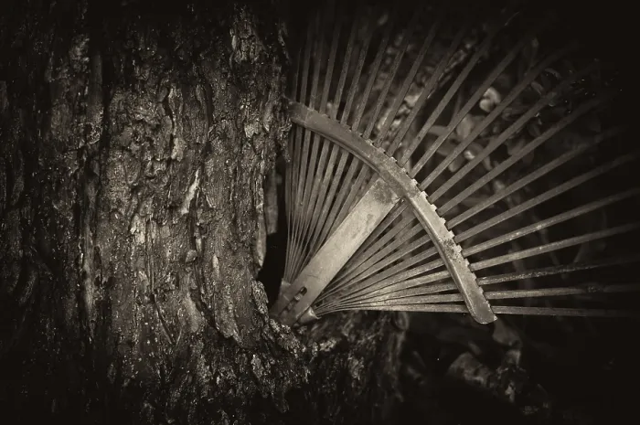 Framed Print : Rusty Old Rake Stuck in Tree Trunk Print Framed Print : Rusty Old Rake Stuck in Tree Trunk Print