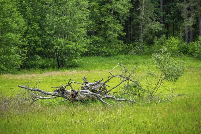 Framed Print : Old Rotten Tree Print in Bavarian Meadow Framed Print : Old Rotten Tree Print in Bavarian Meadow