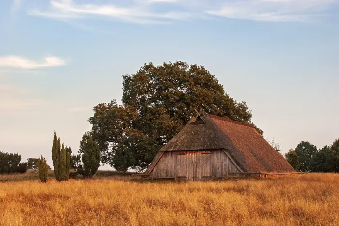 Framed Print : Old Sheepfold Evening Light Print, Luneburg Heath, Germany Framed Print : Old Sheepfold Evening Light Print, Luneburg Heath, Germany