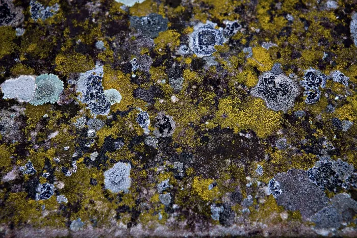 Framed Print : Old Stone with Lichens Print Framed Print : Old Stone with Lichens Print