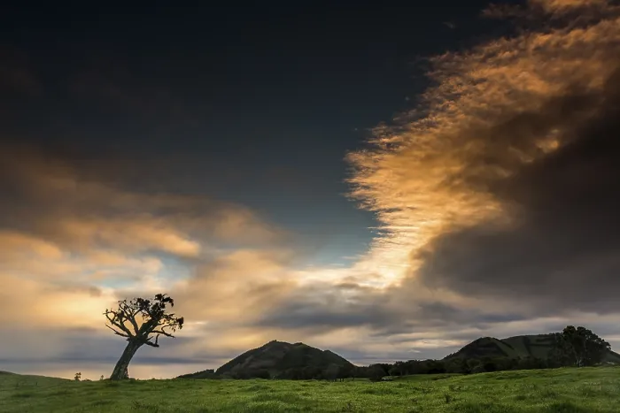 Framed Print : Old Tree with Thundercloud Print, Pico Island, Azores Framed Print : Old Tree with Thundercloud Print, Pico Island, Azores
